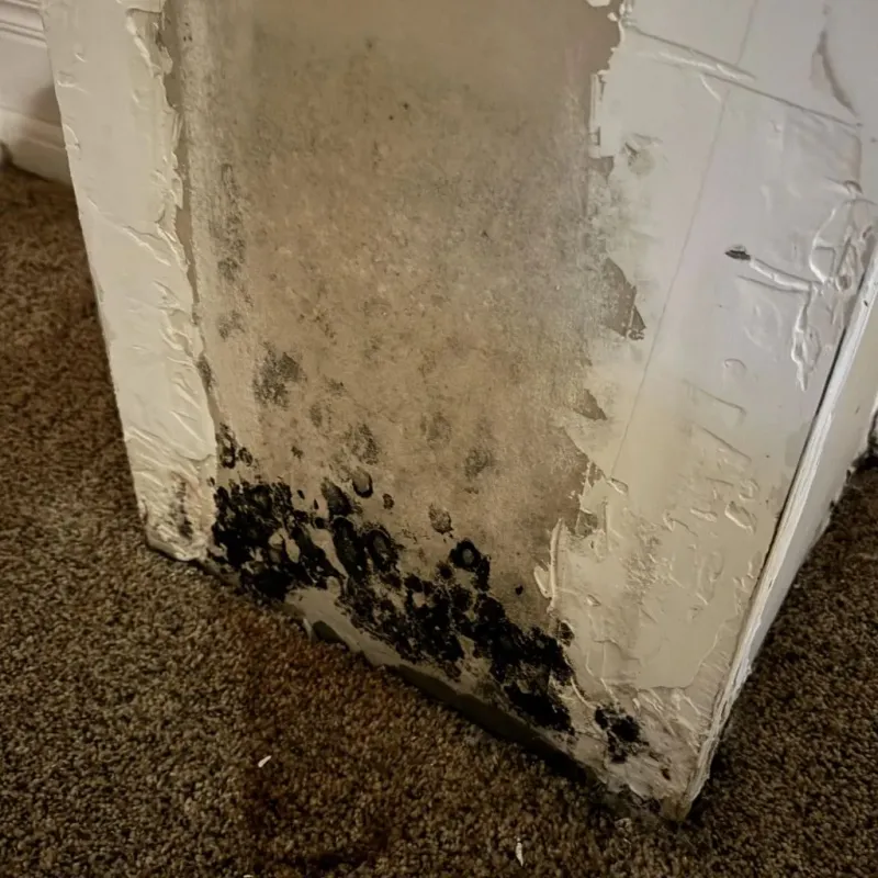 Professional Mold Removal in Love County, OK